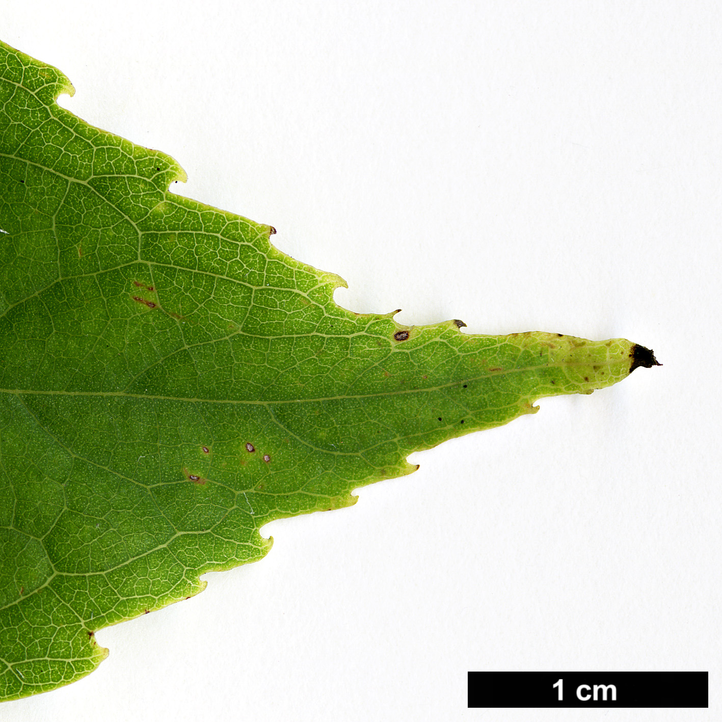 High resolution image: Family: Cannabaceae - Genus: Celtis - Taxon: vandervoetiana